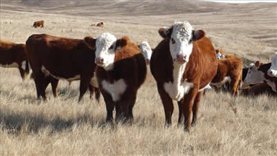 Cows & Calves