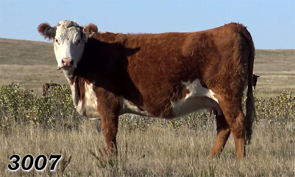 Cows & Calves