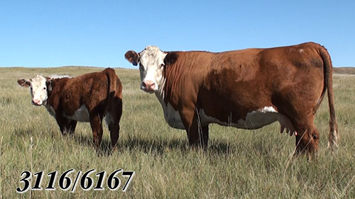 Cows & Calves