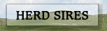 Herd Sires