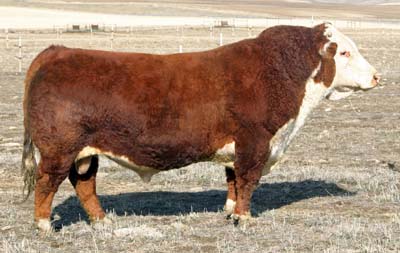 THR Thor 4029 Profile